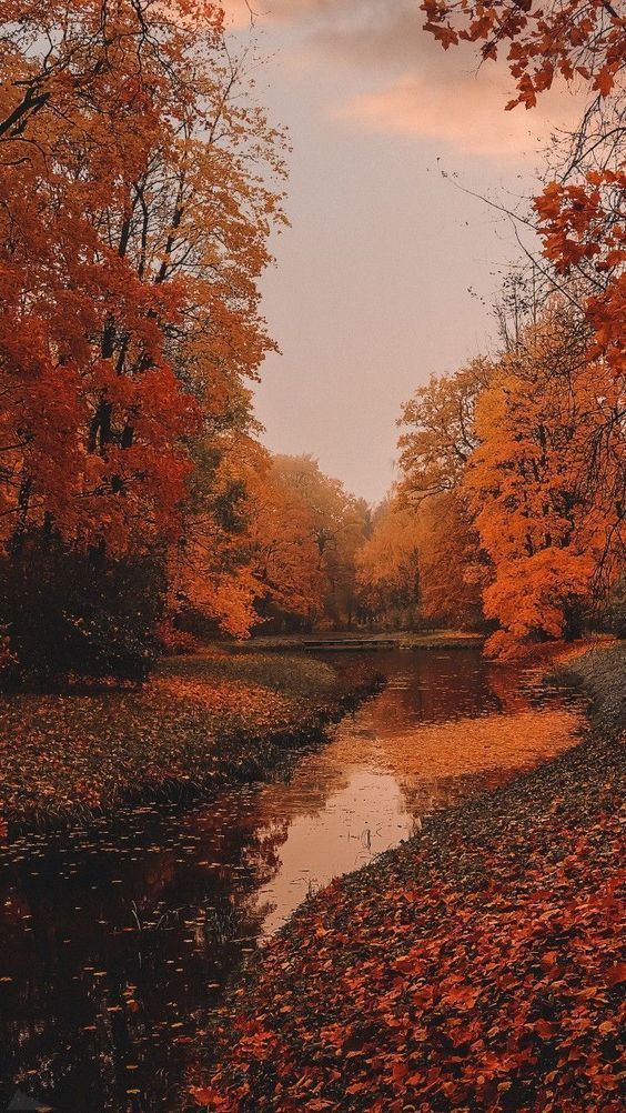 Fall Aesthetic Fall Adventures Fall Nature Aesthetic