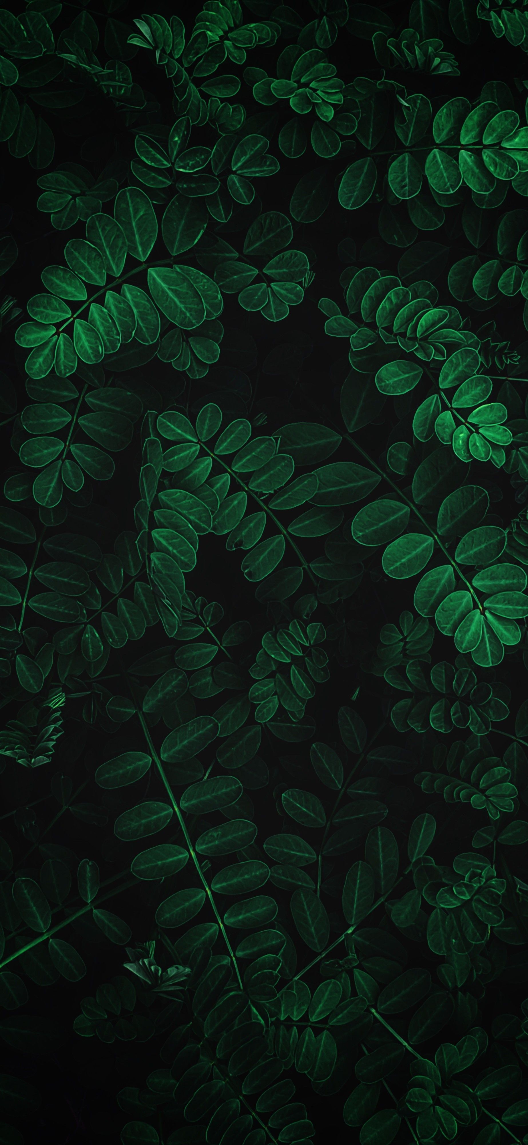 Green Wallpaper WhatsPaper