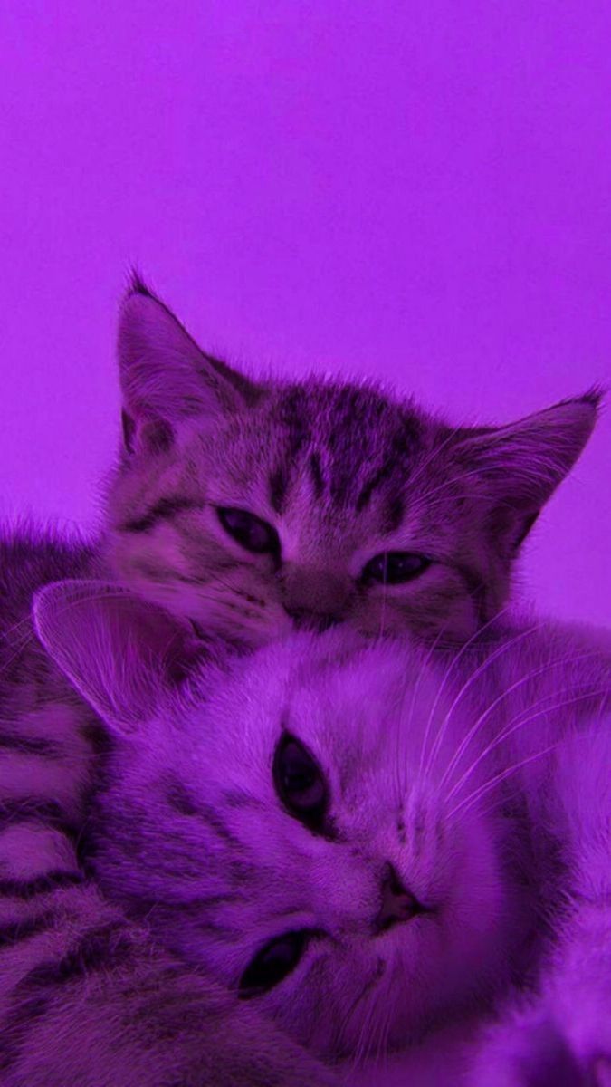 #aesthetic #purple #cat #kawaii #wallpaper Cute cats photos, Cute cats and dogs, Baby cats