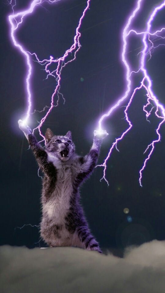 All hail the Lightning God Cat (a nice phone wallpaper) - Animals
