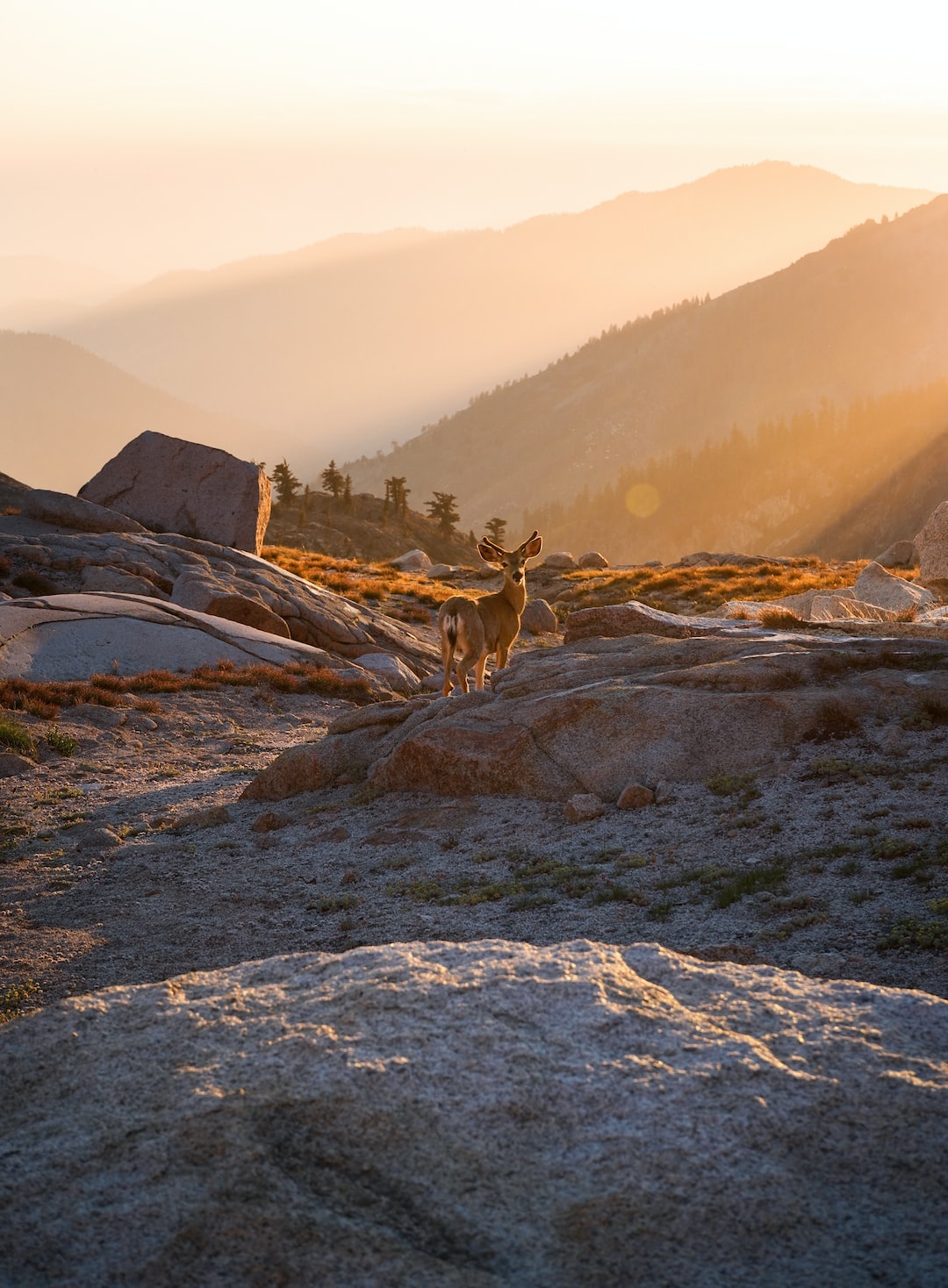 An alpine deer looking back at me during a golden sunset near Mineral King, CA. My first time shooting with a full-frame camera and golden lighting conditions – very pleased with the result.