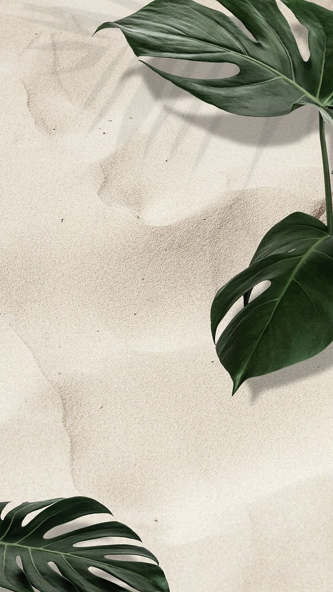 Download premium psd / image of Green natural Monstera leaves on sandy background by Sasi about sand, monstera plant, sandy beach, beach house, and iphone wallpaper 2442321