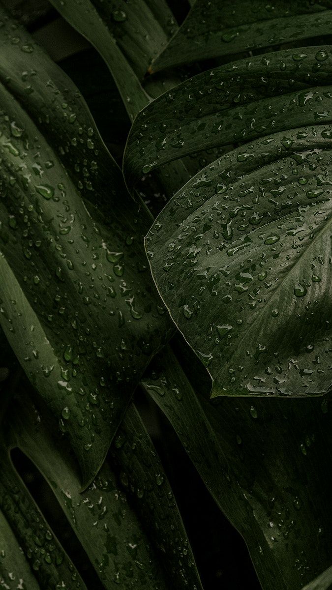 Download free image of Green leaf iphone background wallpaper, aesthetic HD nature image by Jira about iphone wallpaper, instagram story, background, wallpaper, and tiff 3862472