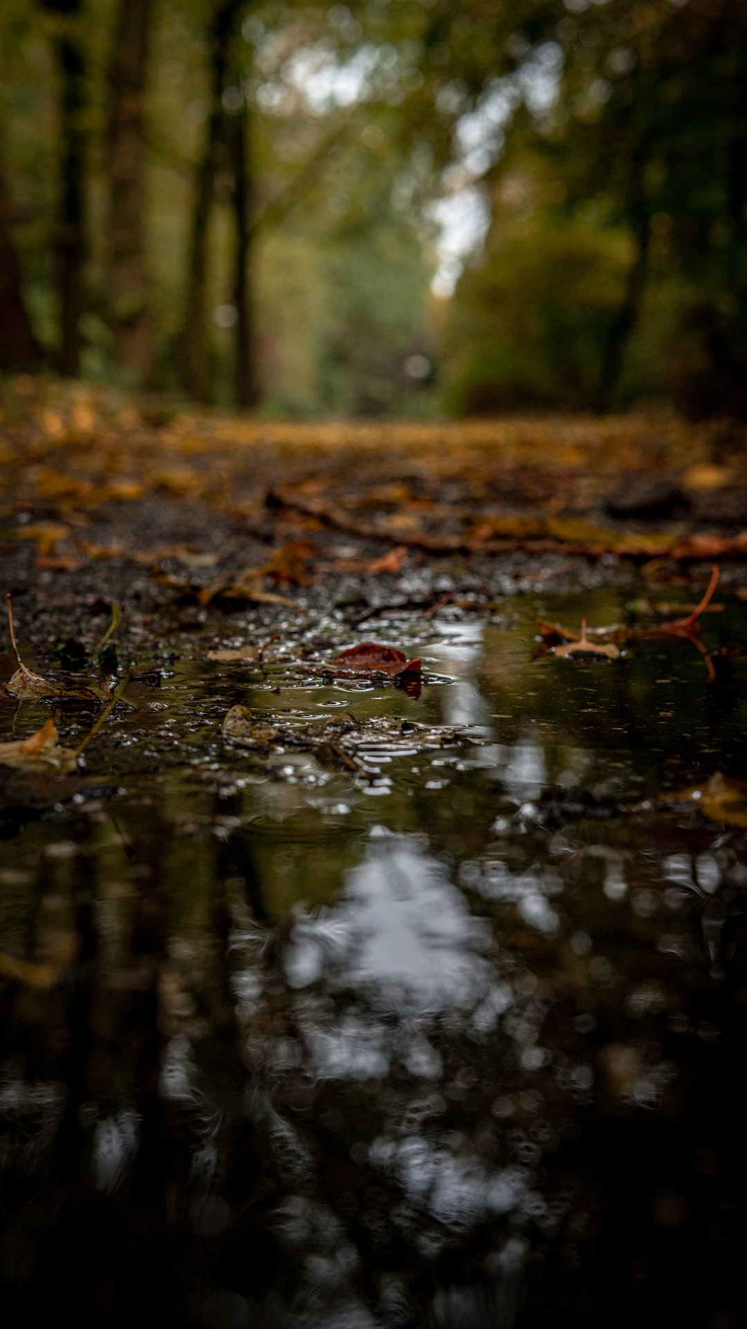 puddle in the woods, Amsterdam