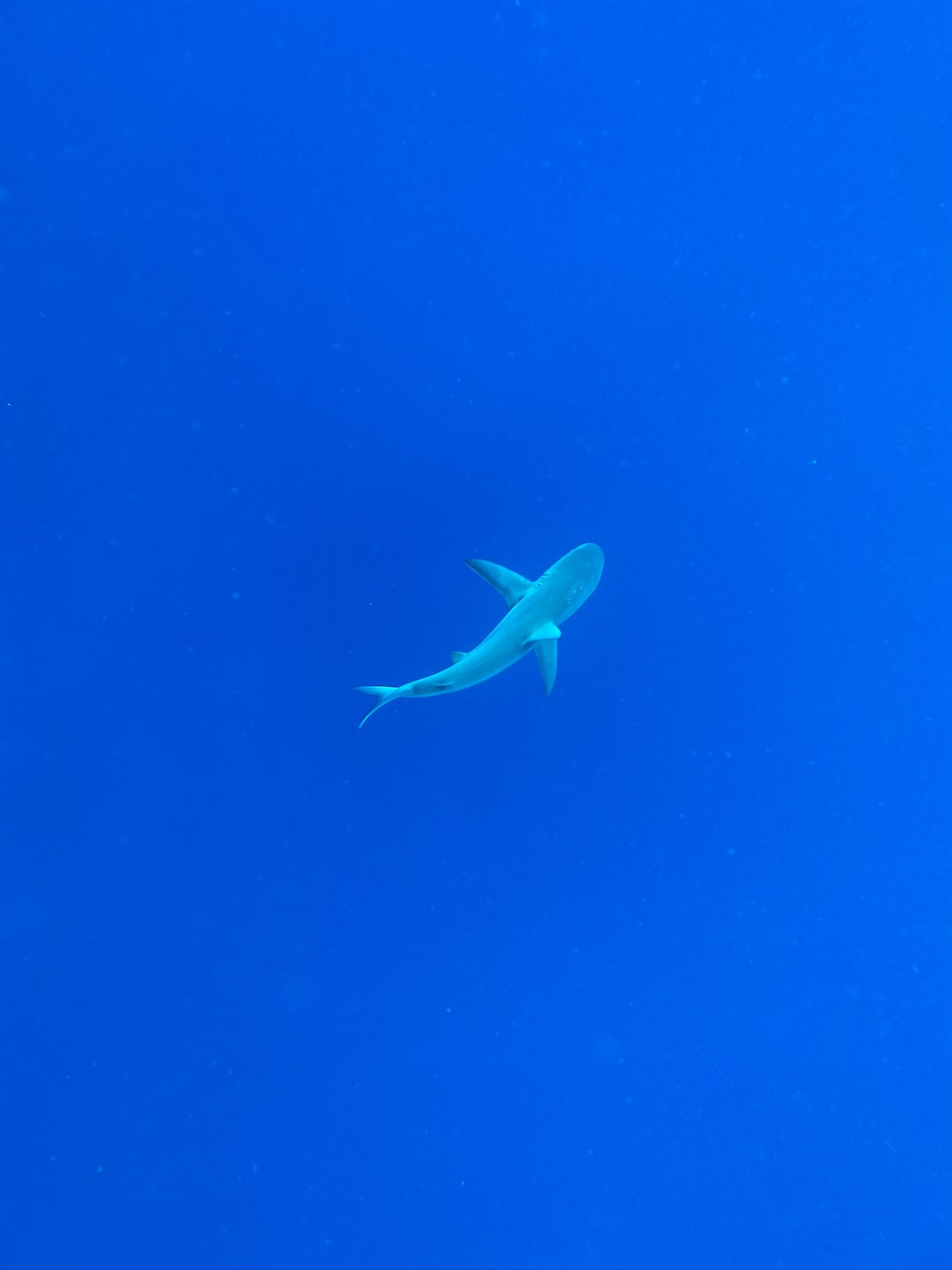 A sole Galapagos Shark in the deep blue waters of Lord Howe Island