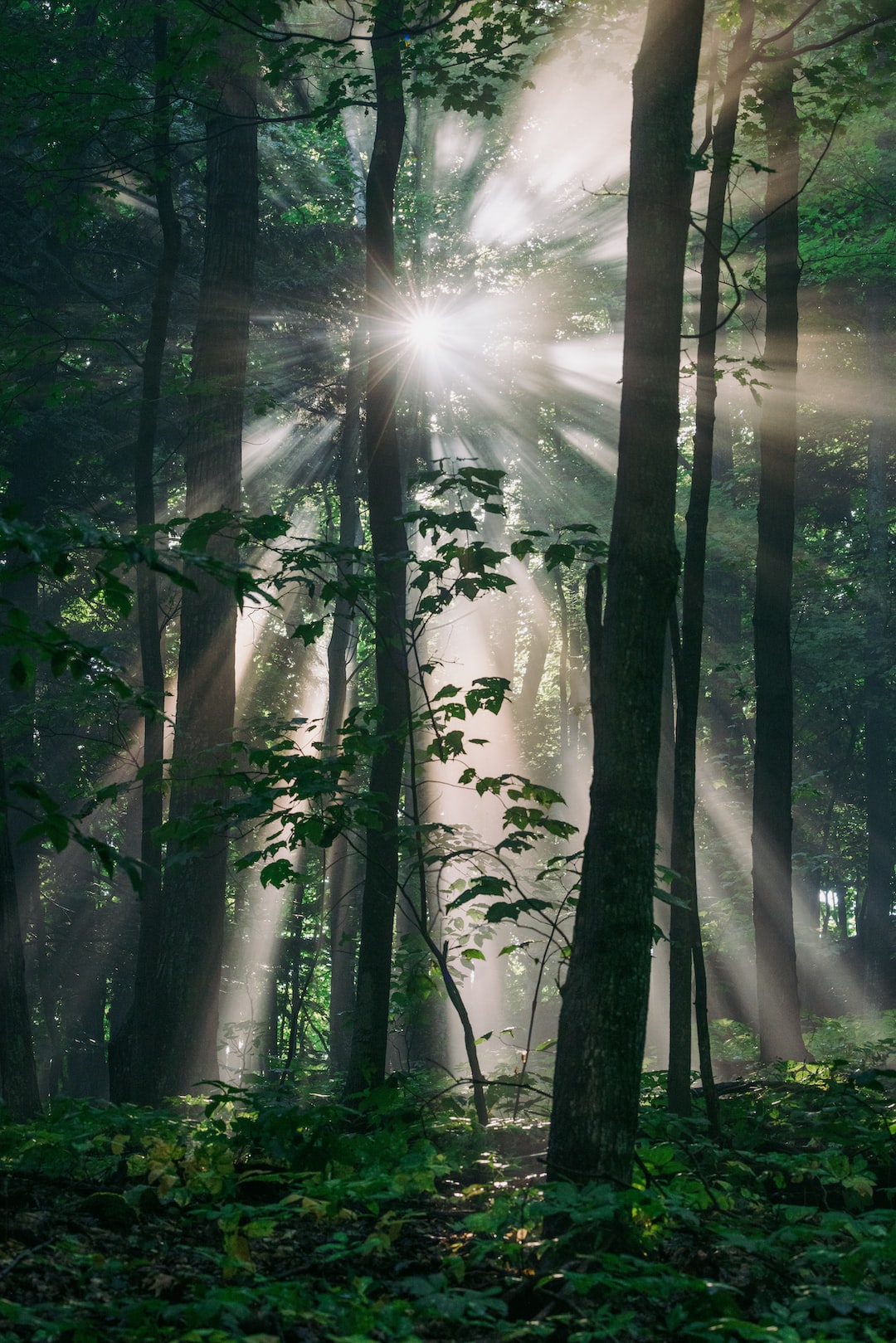 The sun shines through the misty forest, creating long-trailing rays and an ethereal mood.
