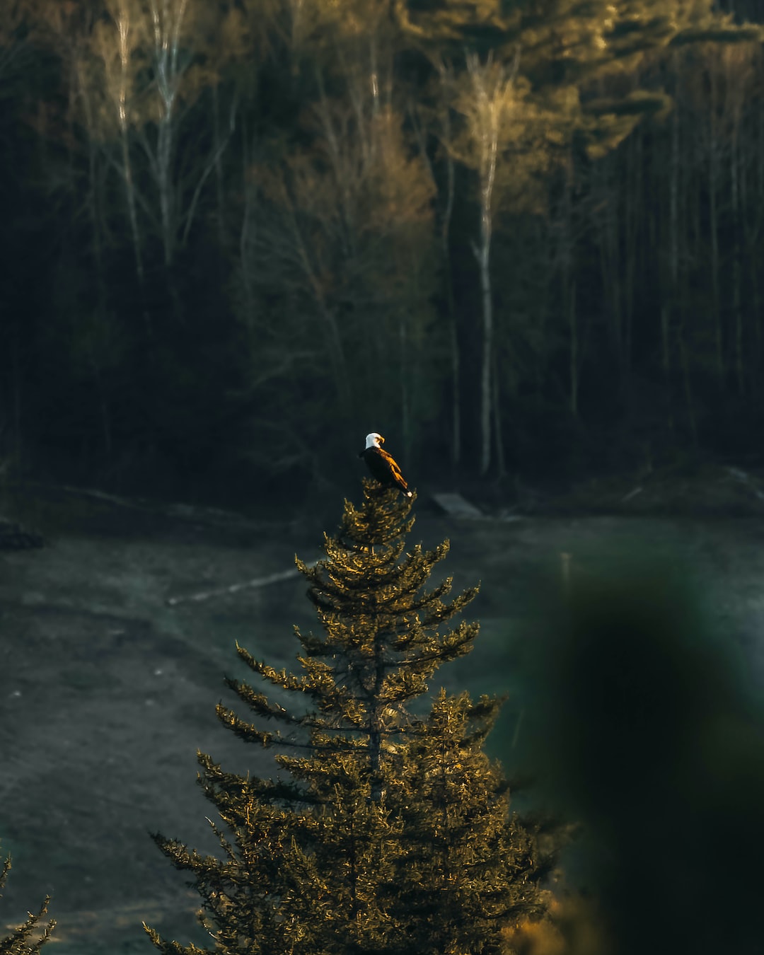 Bald eagle looking for it’s next meal