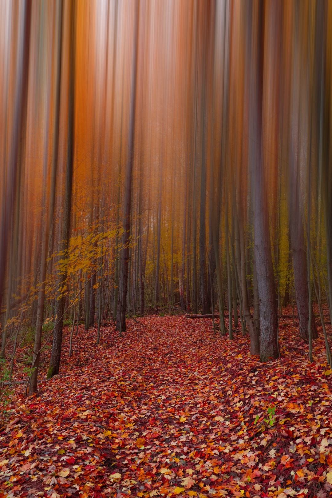 Colorful Leaves In Autumn Fall Forest With Creative Lens Blur