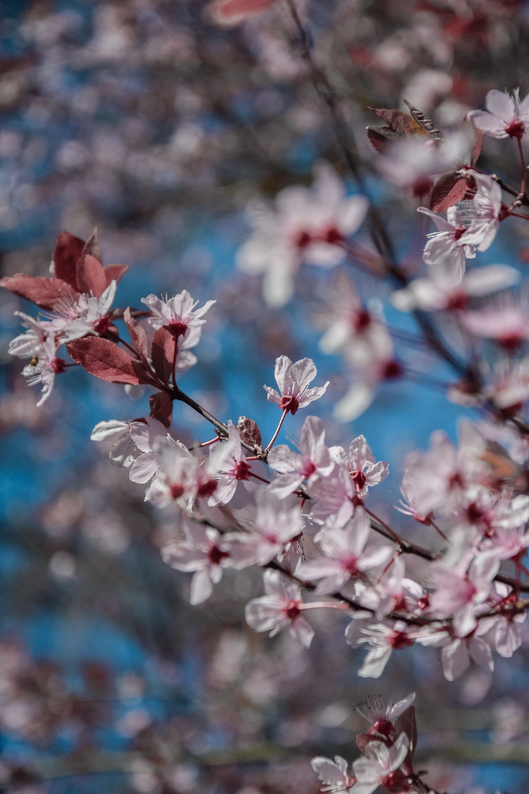 Pink tree blooming