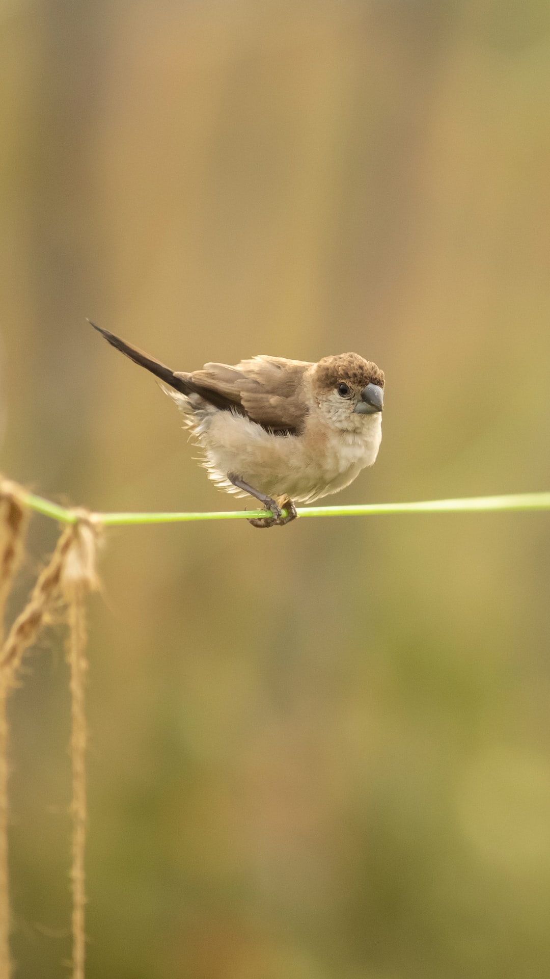 "Indian Silverbill" Soaking In Morning Sun.