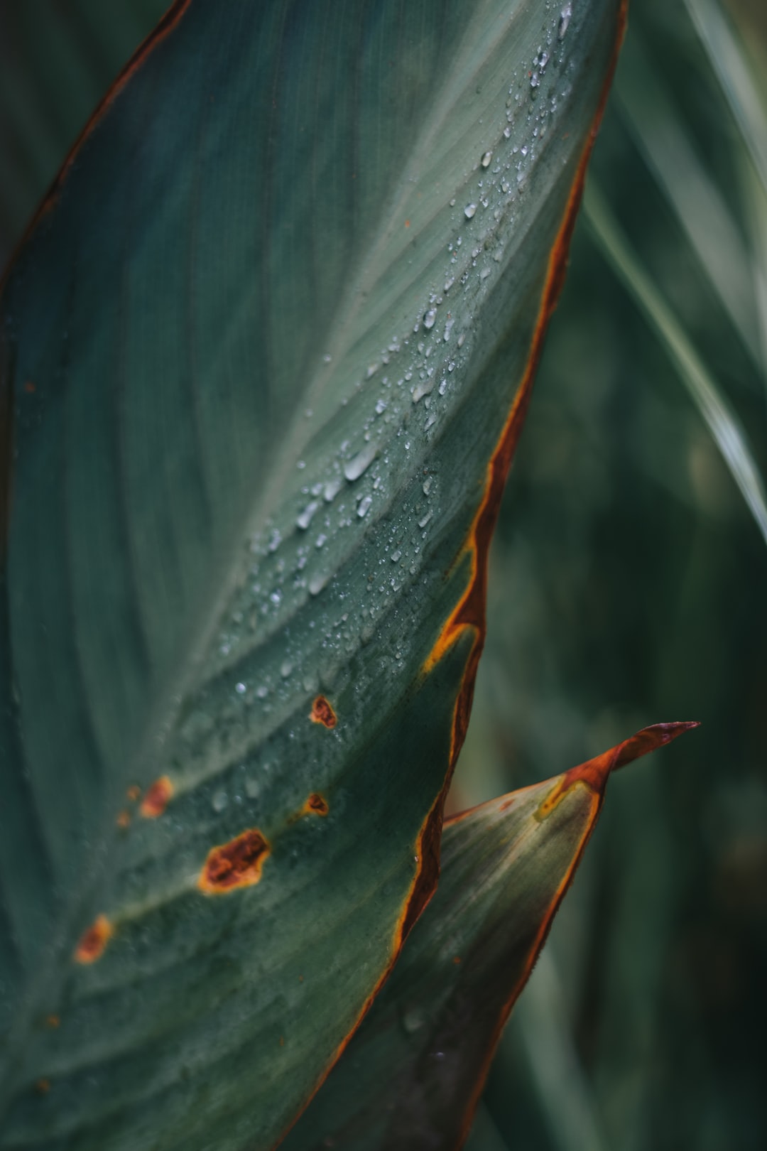 Close up photography leaves.