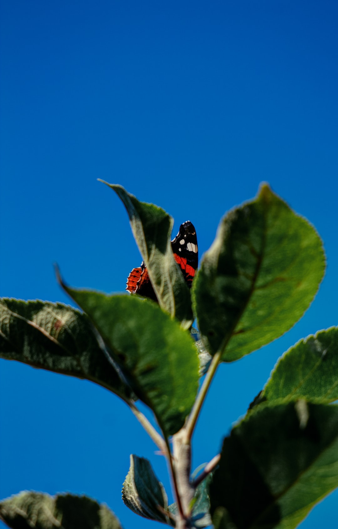 A red admiral butterfly resting on an apple tree.