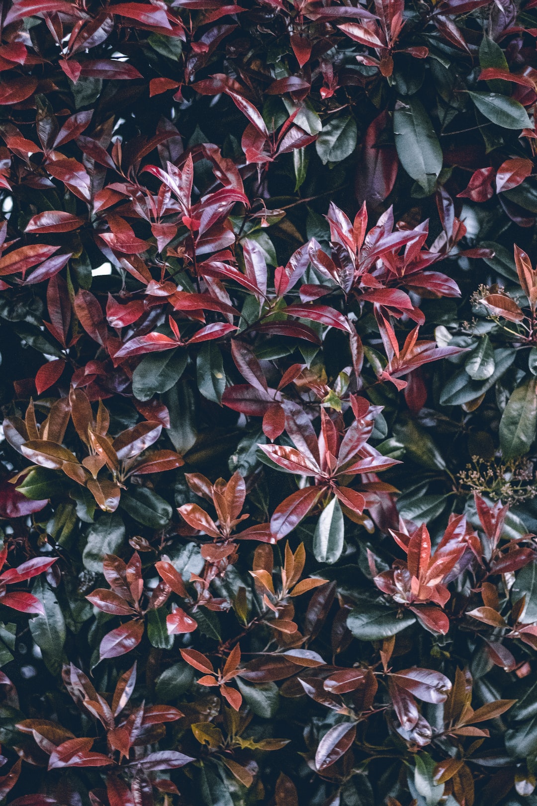 Cute plant, would make a good math-rock album cover, yes?