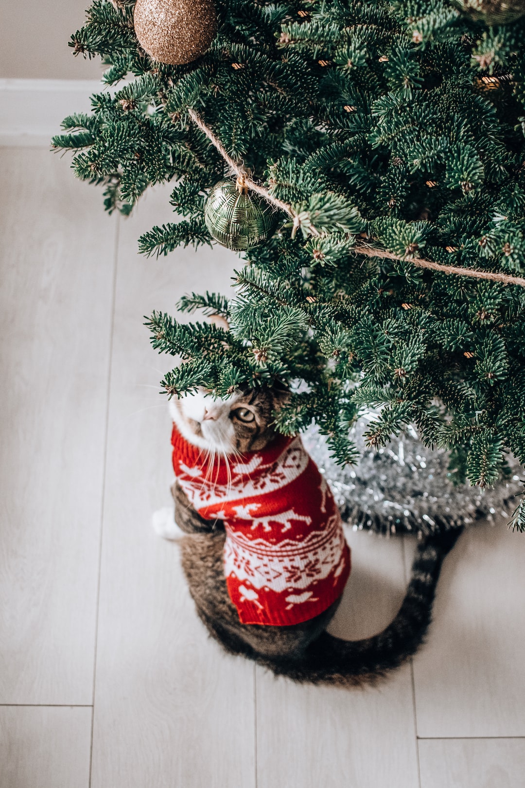 Lulu the Christmas cat.