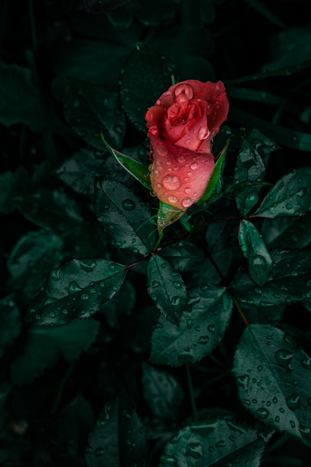 Out in the garden again, but this time going for the roses :)