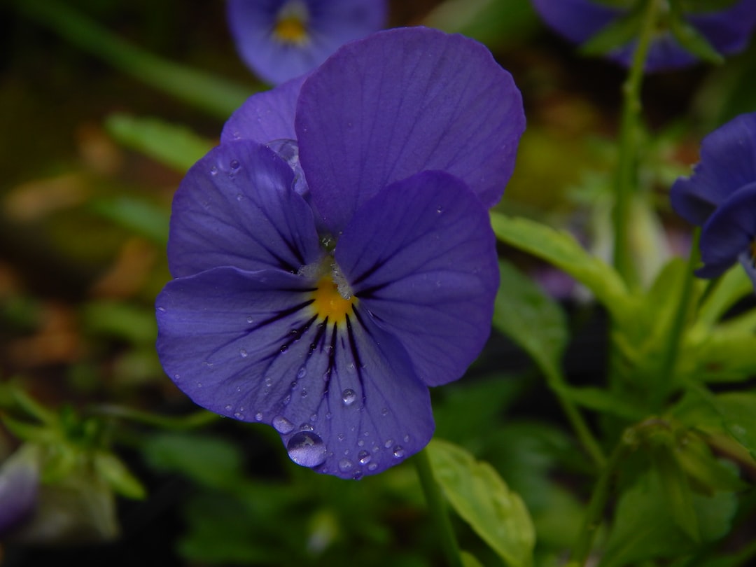 a rain splattered pansy