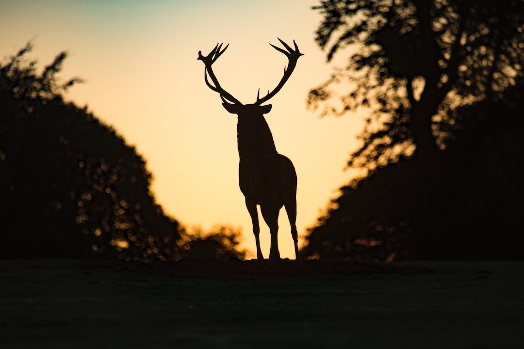 Red deer silhouette in the sunrise, England