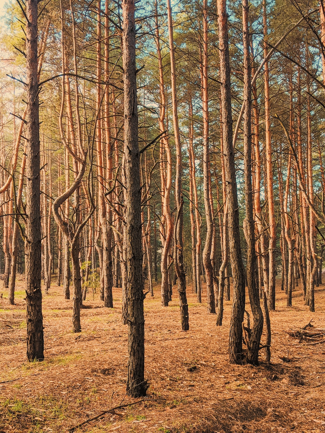 Pine forest