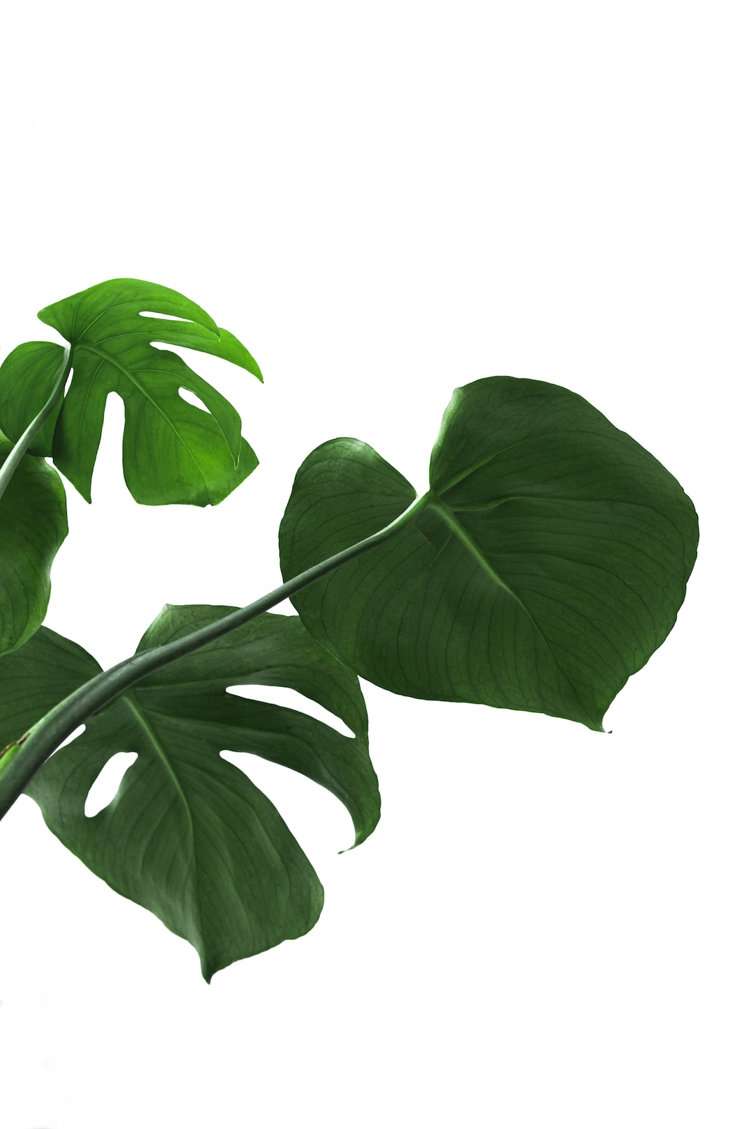 green monstera leaves on white background