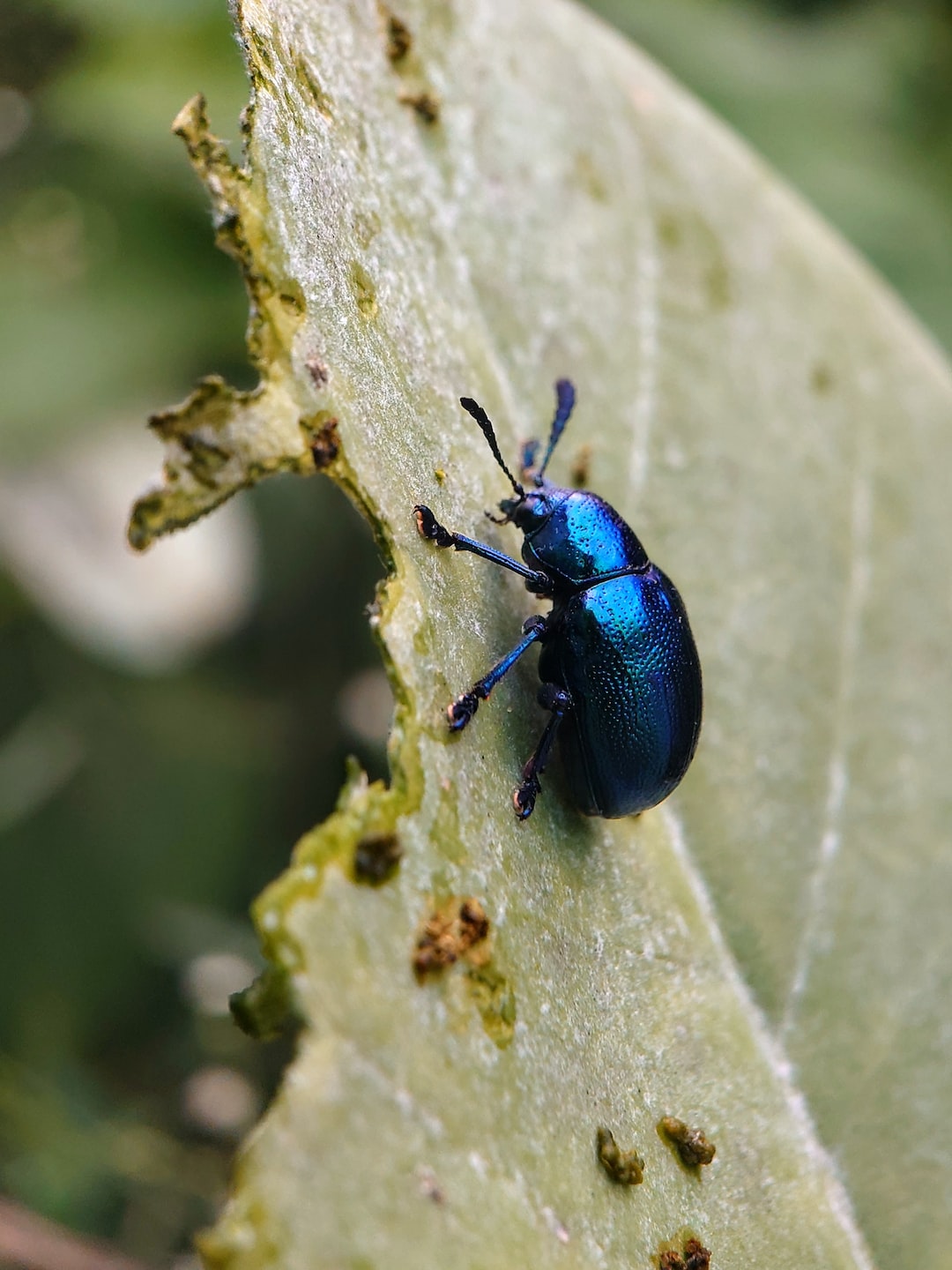 Blue Mint Beetle