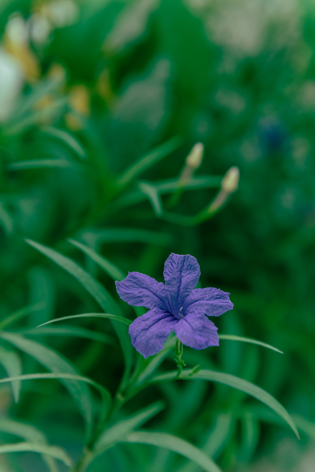 Found a little bloom in my balcony garden in the middle of an afternoon rain!