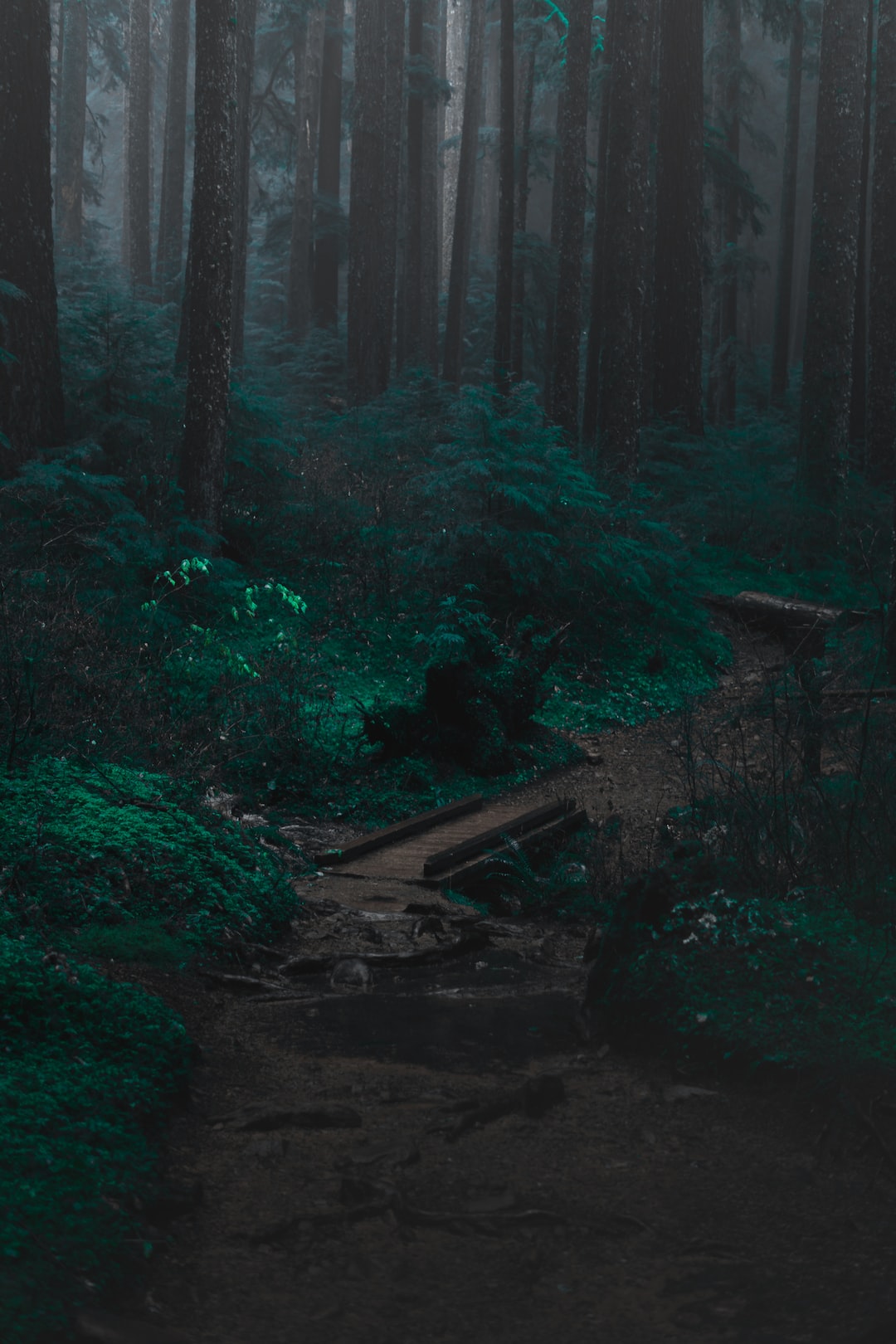 Foggy forest pathway