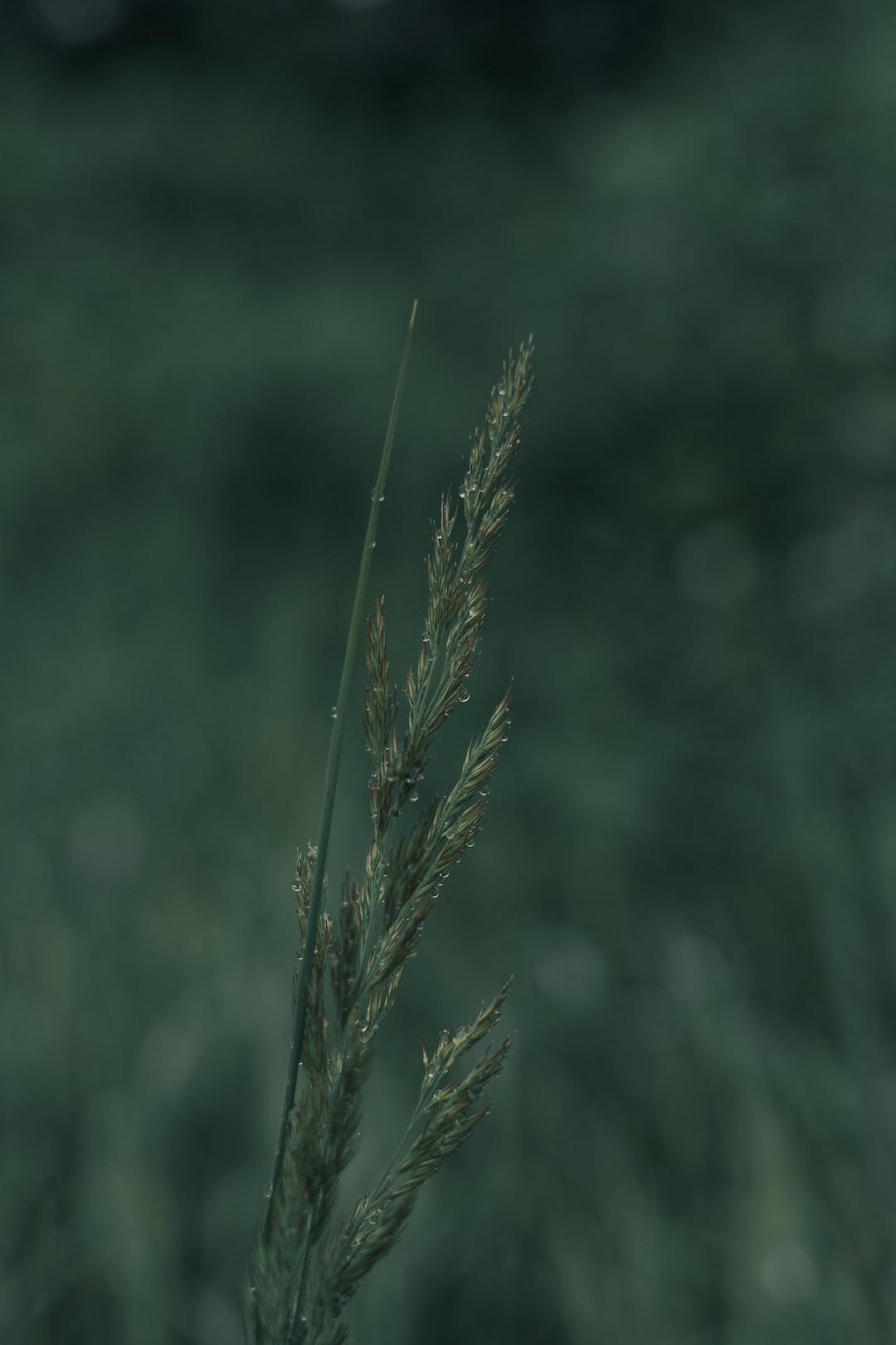 muted green forest