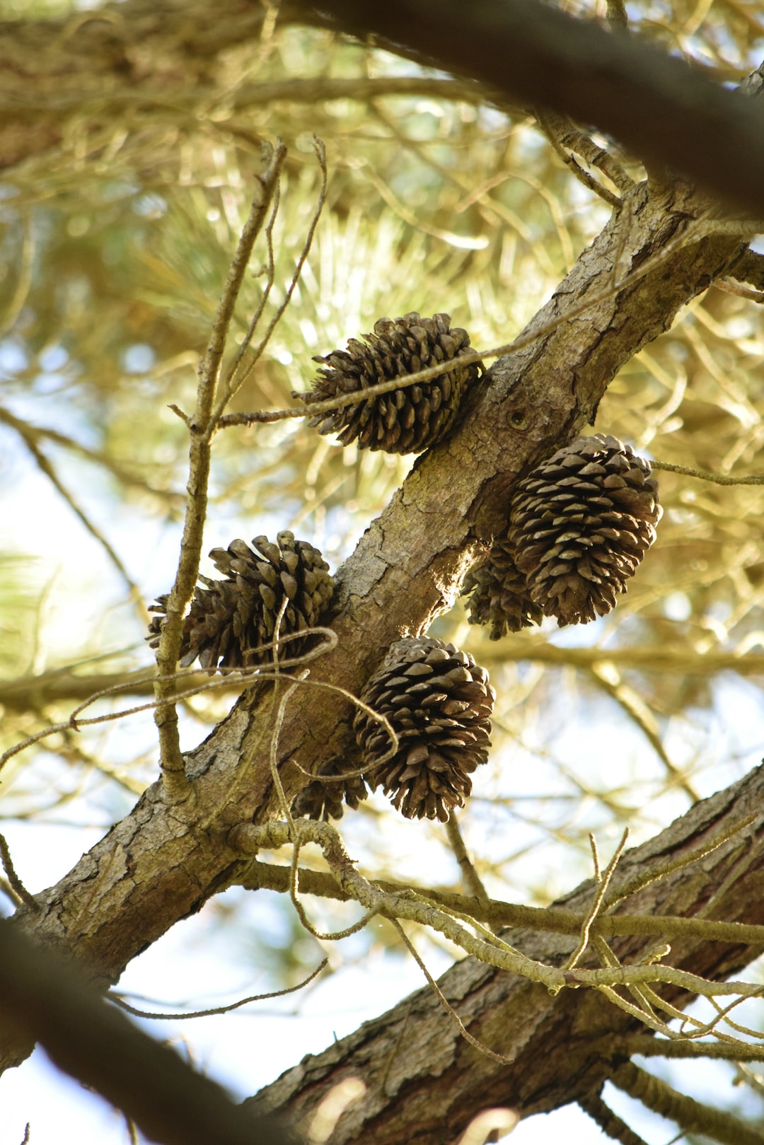 A freezing winter morning in the Southern Highlands found me snapping shots of these pine cones which I spotted high up the trees. I need my additional lens for that!