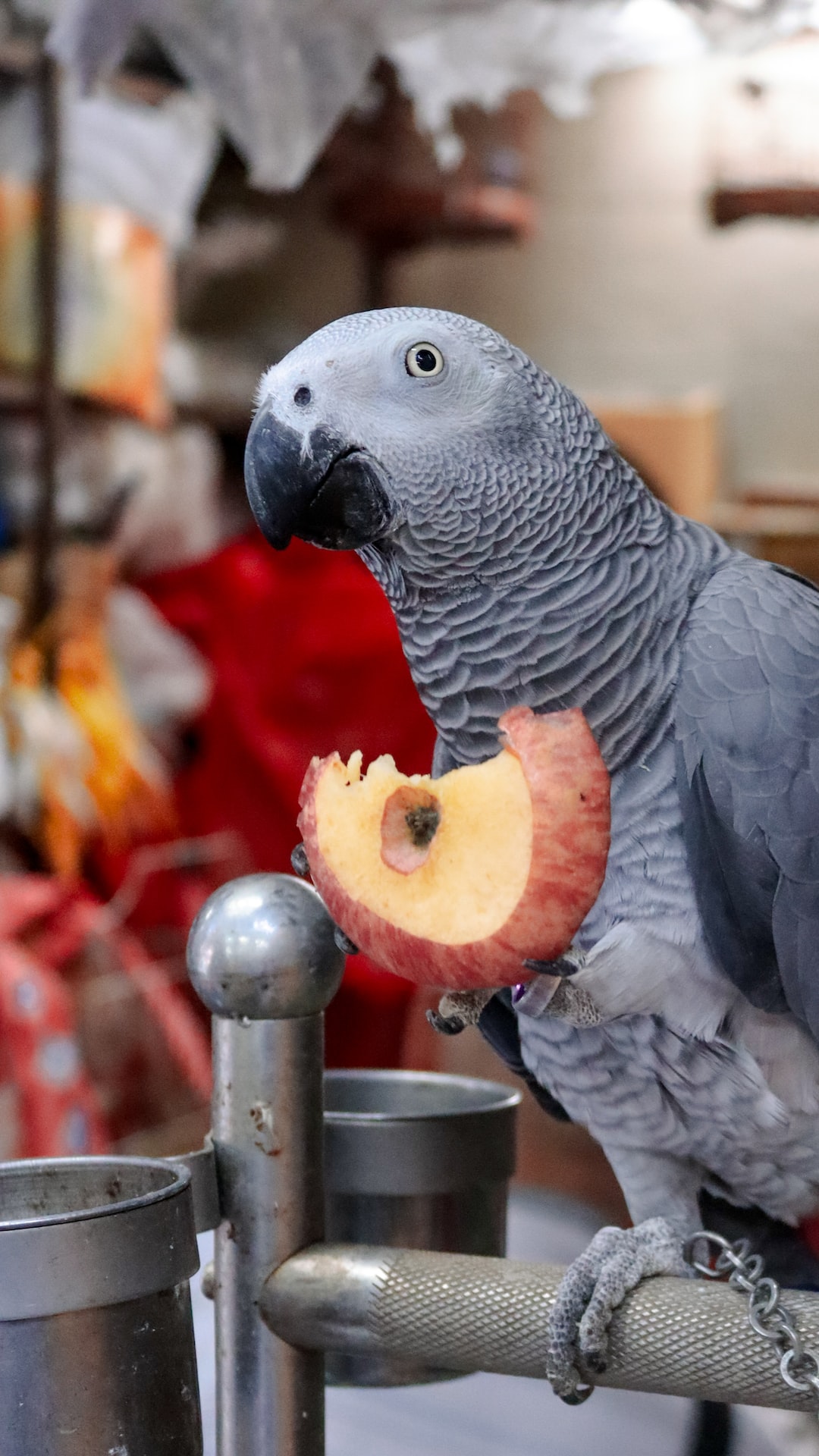 African Grey