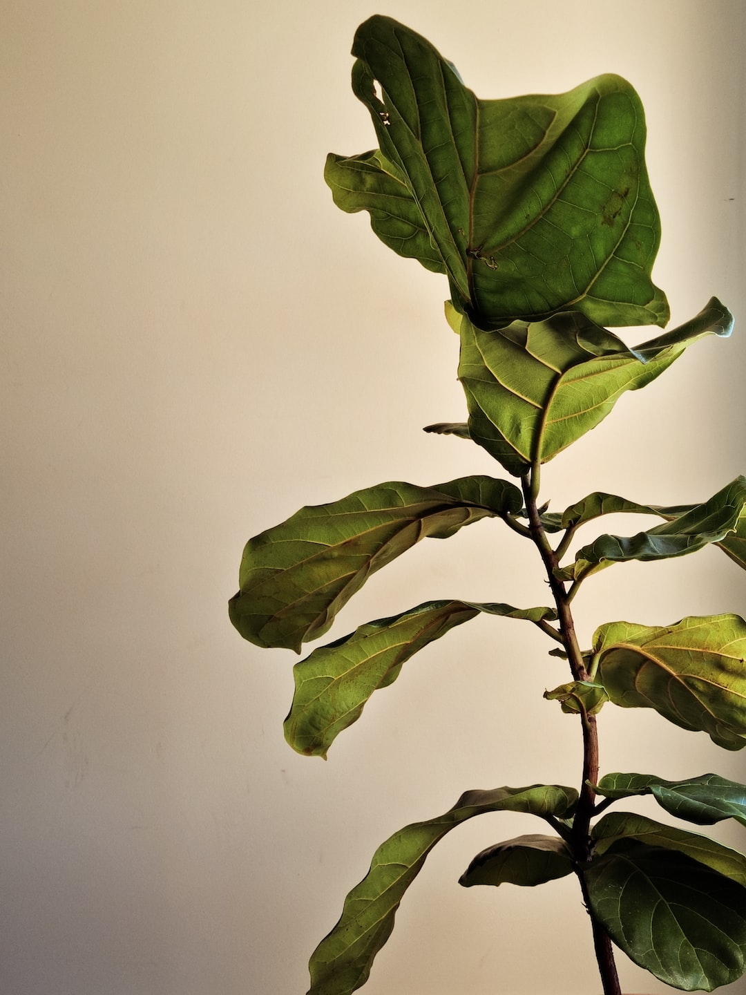 A fiddle leaf fig in the window.