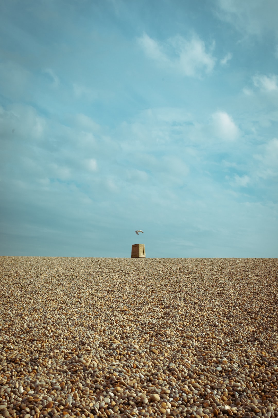 A seagull is on the fly over the pebbly beach of Chesil, Weymouth, England.