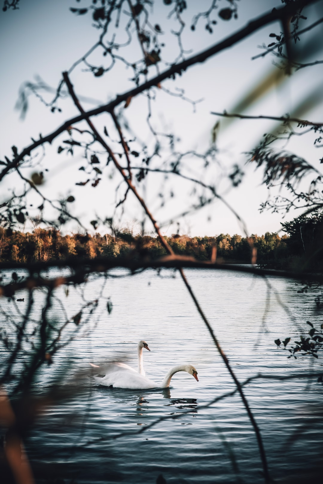 White swans on a lake during a sunset in autumn.