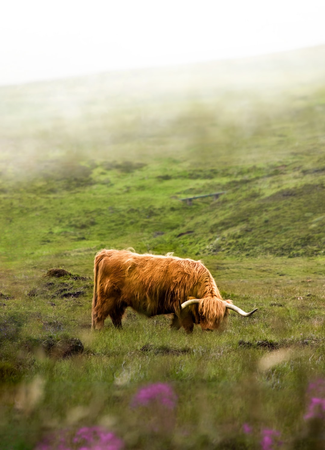 SCOTLΛND SΛFΛRI - Scotland Wildlife