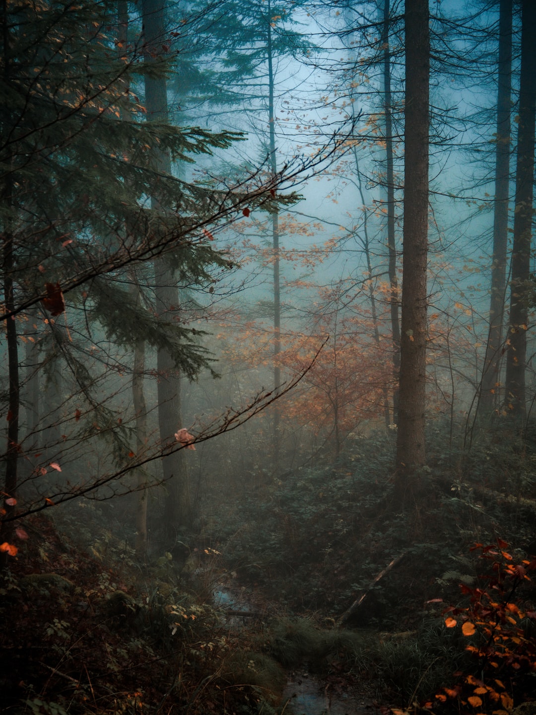 blue foggy forest during autumn, with a small stream going through