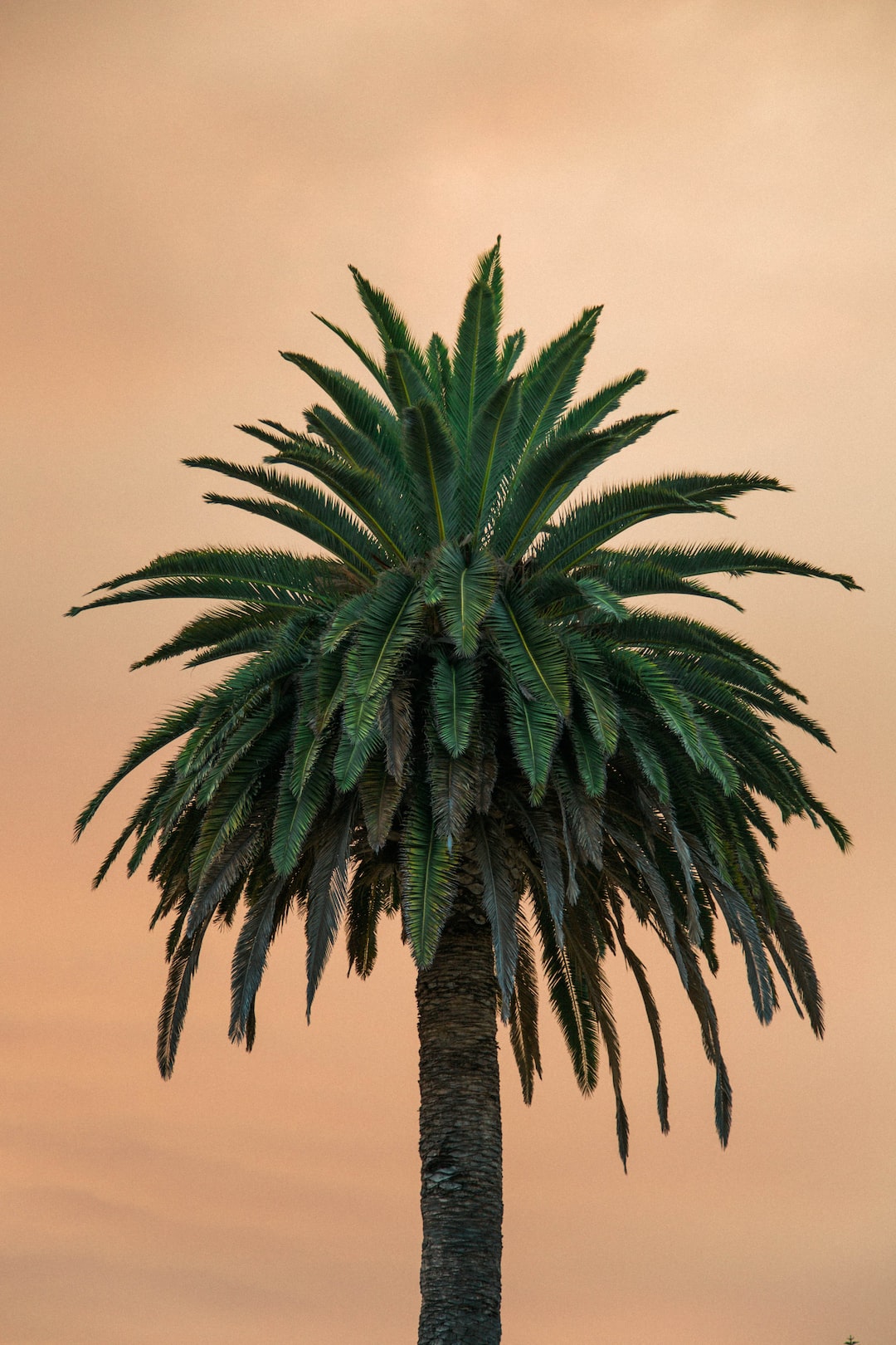 Focused shot of tree