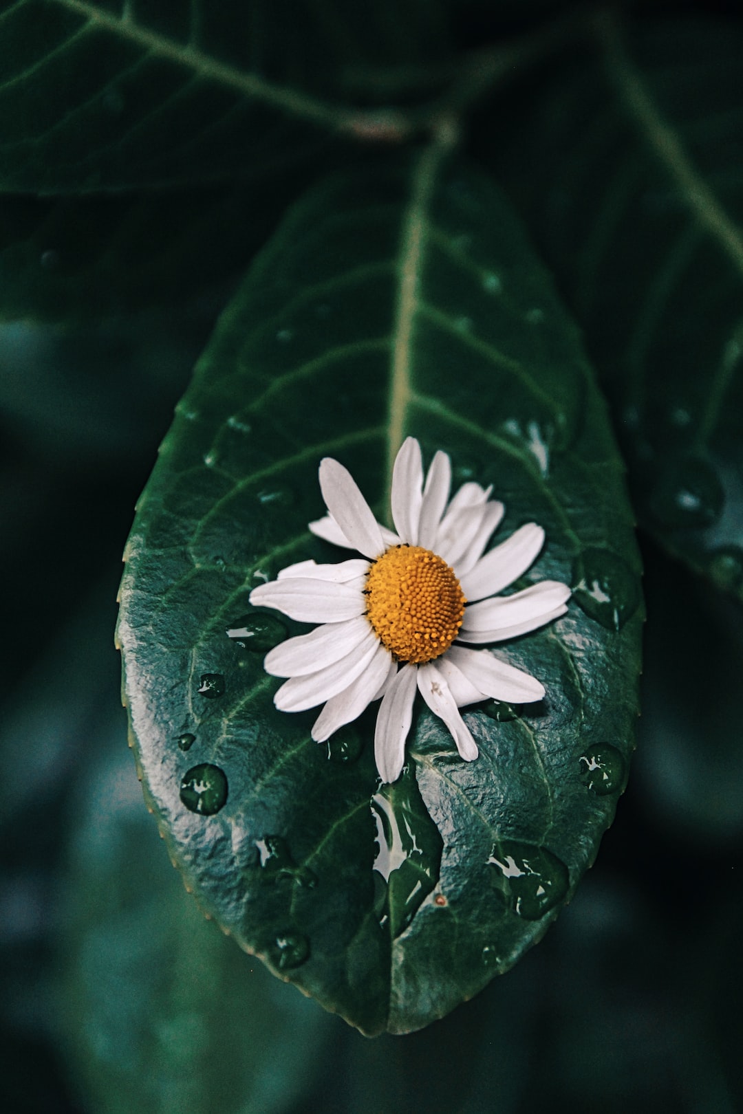 Daisy on a green leaf with drops of water after rain