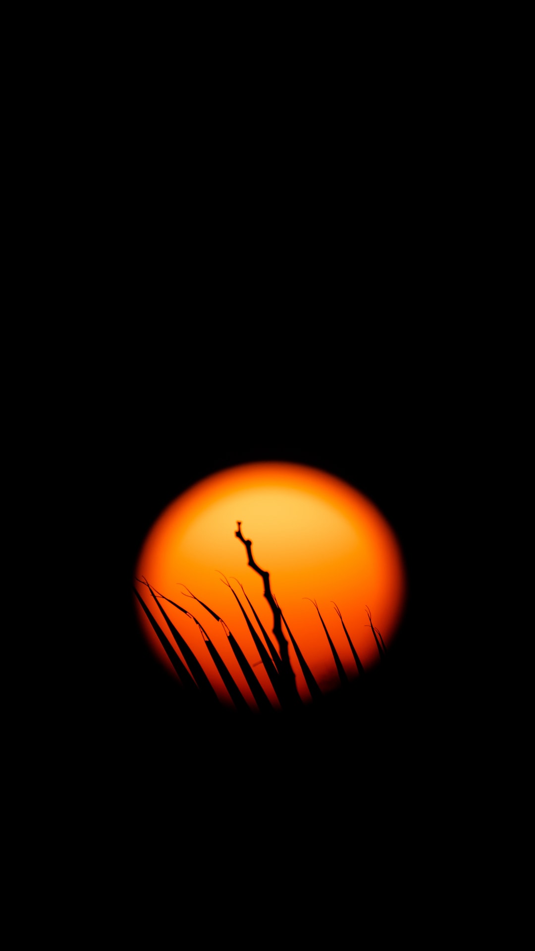 Silhouette of a tree branch during the sunset