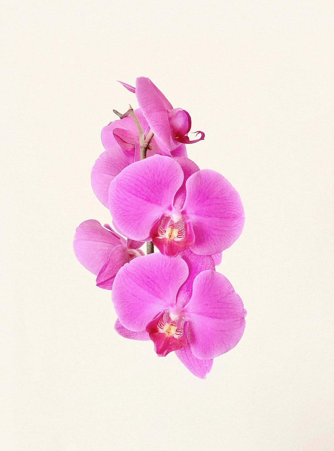 Orchid