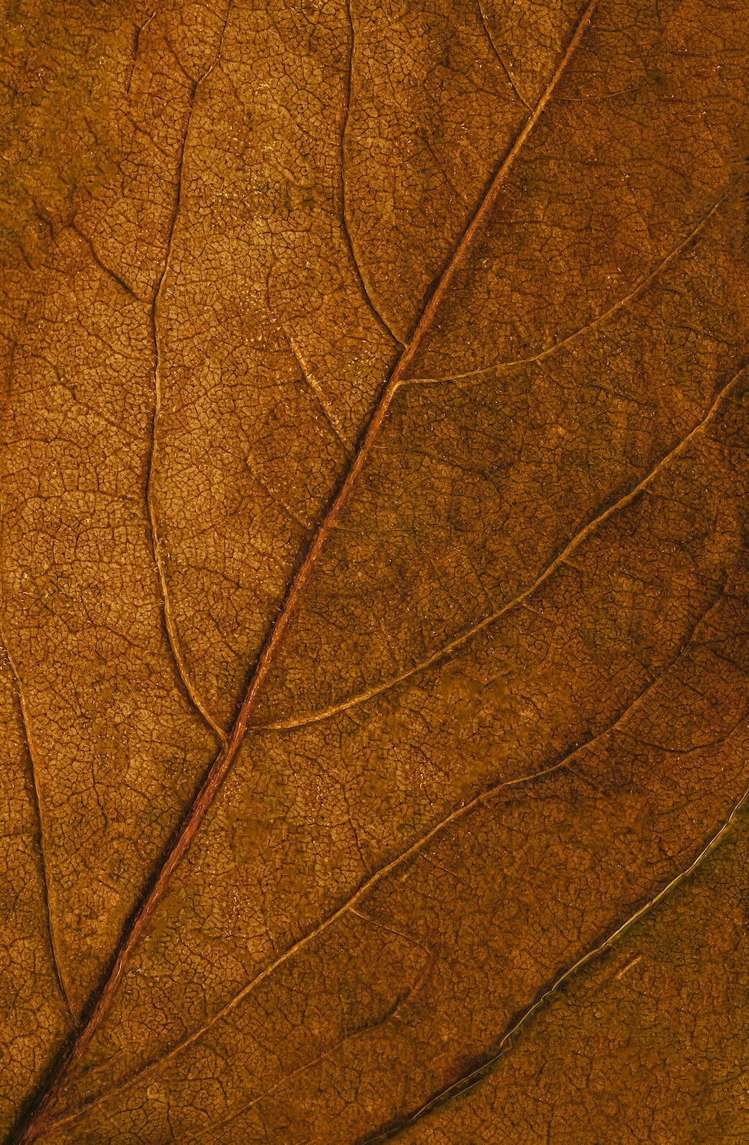 Texture of Autumn leaf