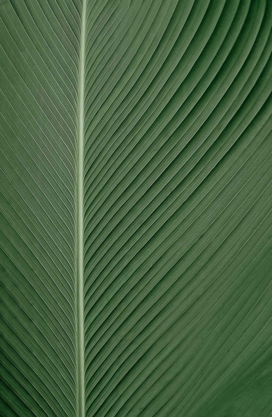 the texture of green leaf