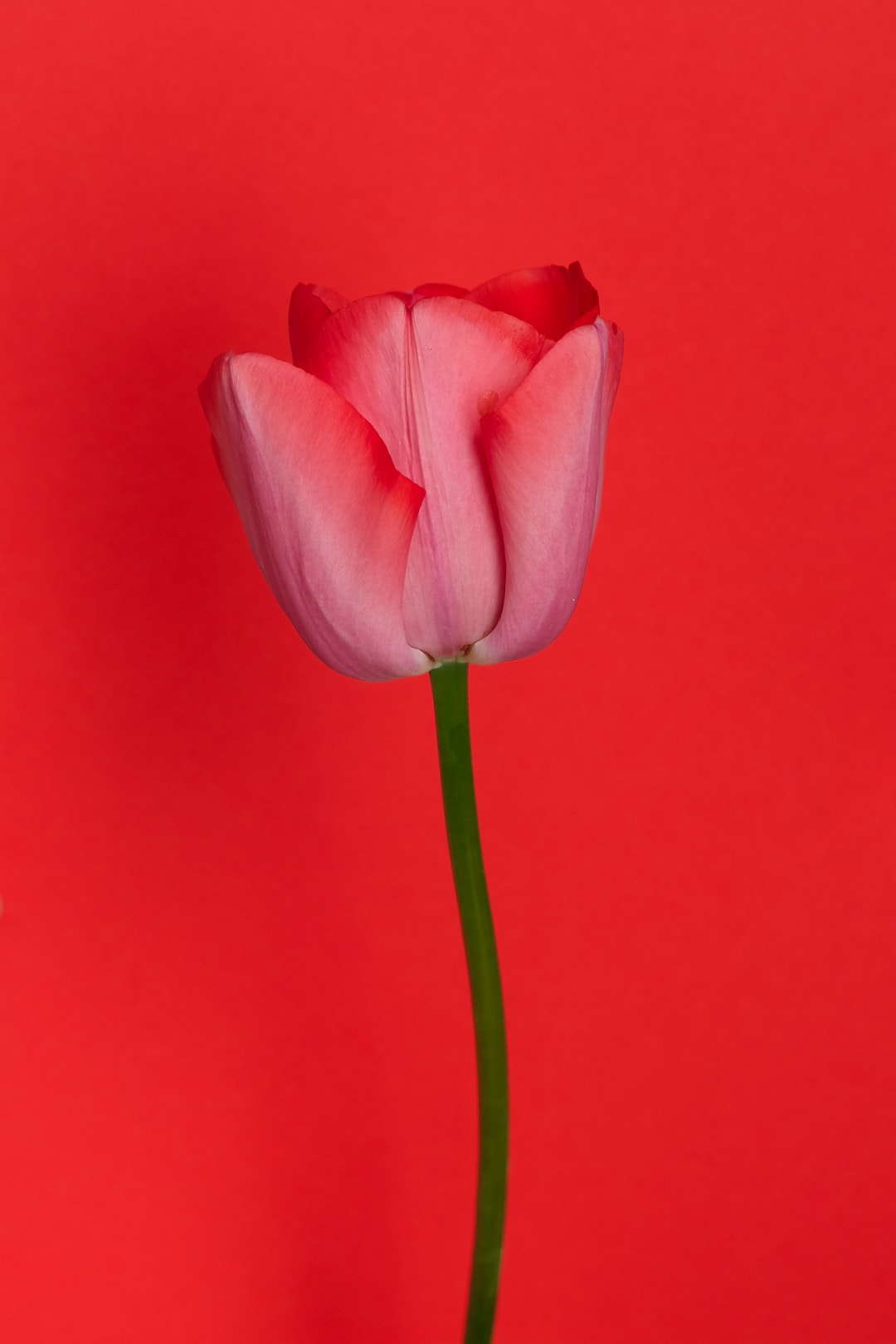 Red tulip on the red backround