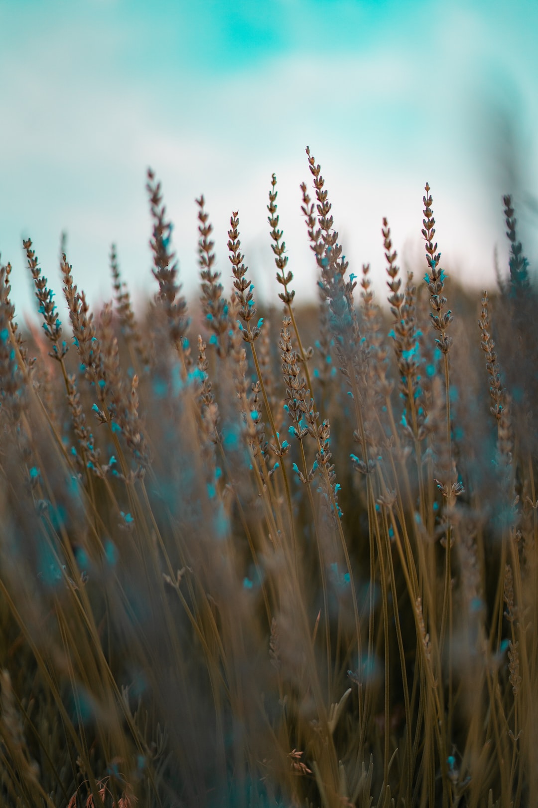 flower field