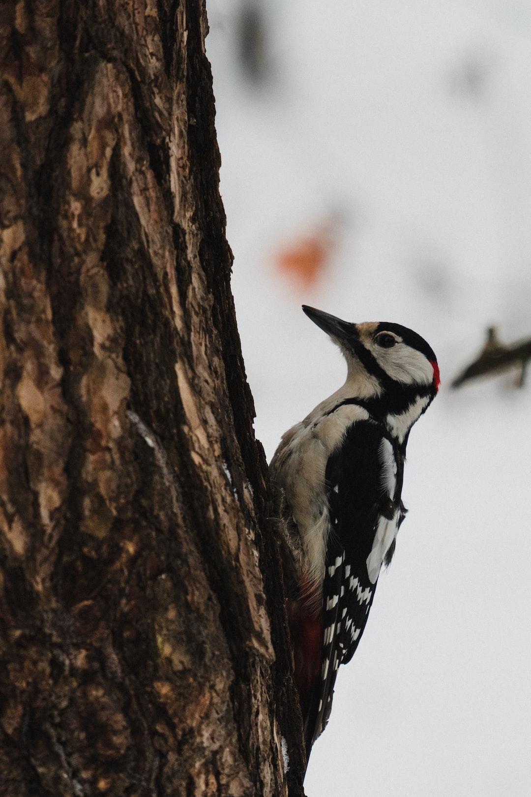 Great spotted woodpecker - wallpaper on mobile, vertical wallpaper