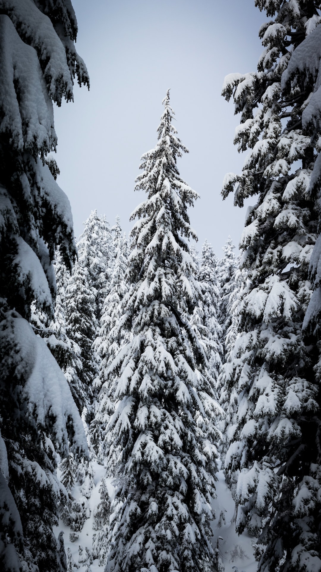 tall snow covered trees in the forest