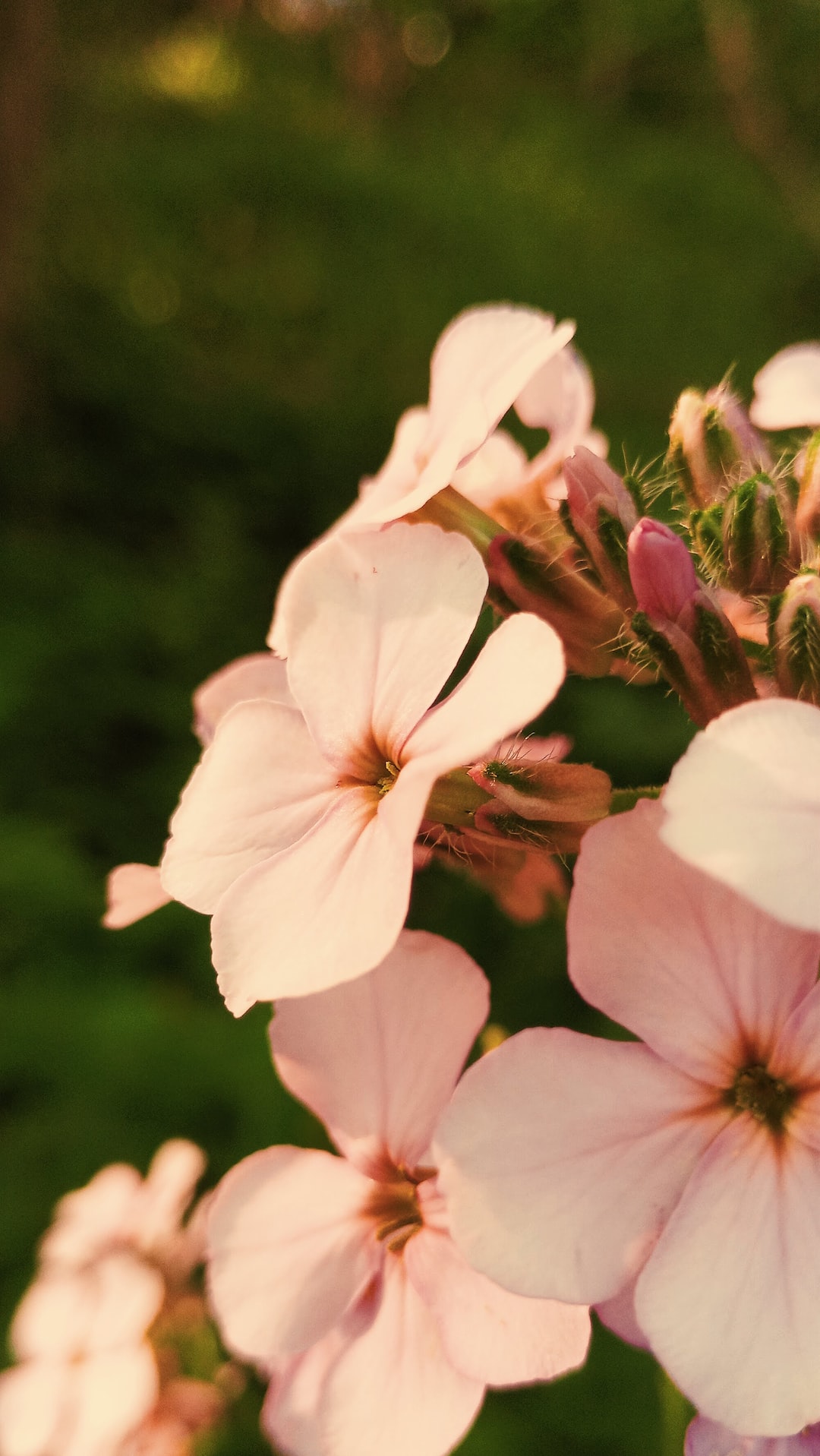 closeup of pink flowers in forest