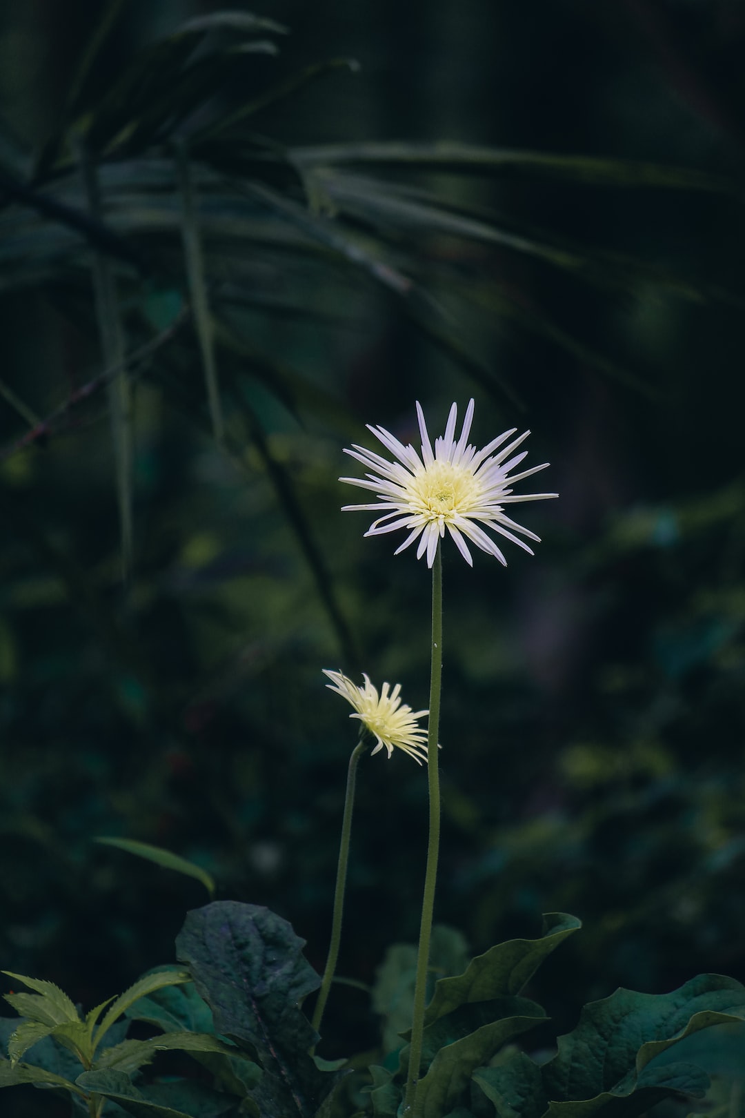 A white flower