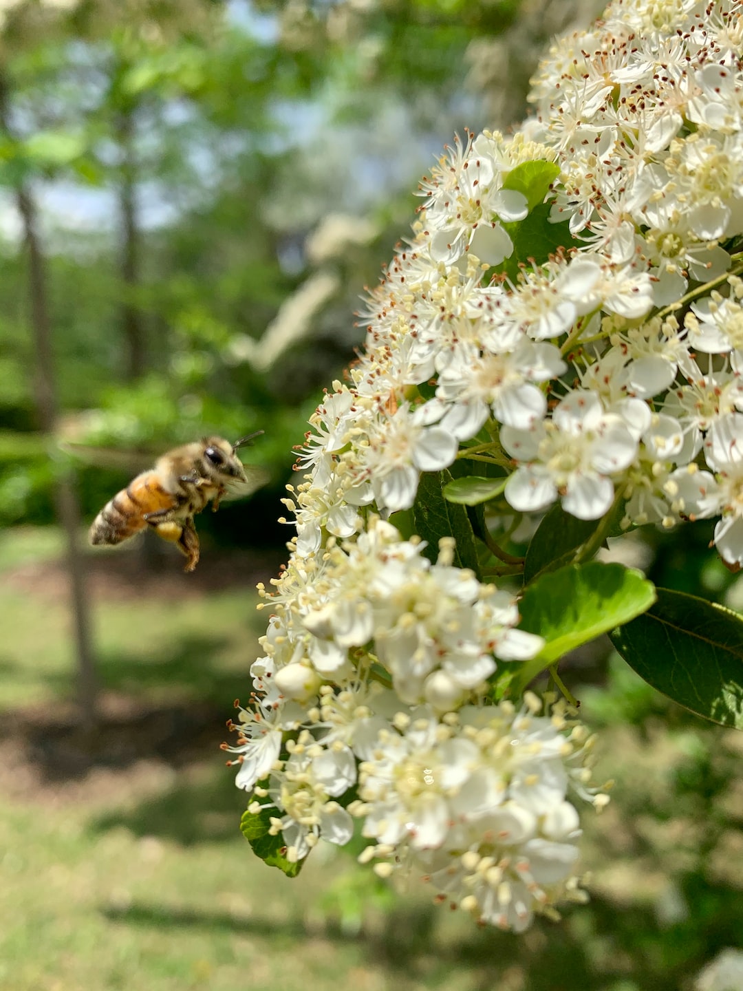 Nature - honey bee