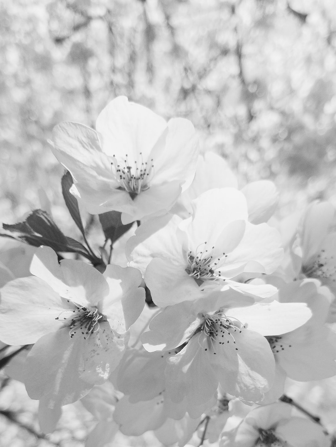 black and white closeup of cherry blossom flowers