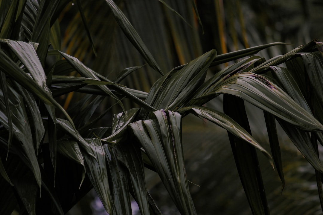 Areca palm leaves