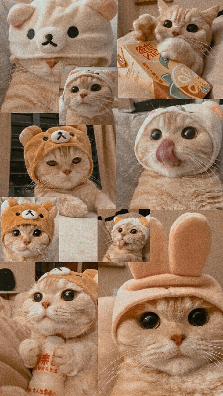 Oyen wallpaper